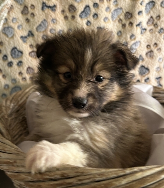 Petite femelle Berger des Shetland née le 25/10/2025 est proposée – vendue 1280 €.