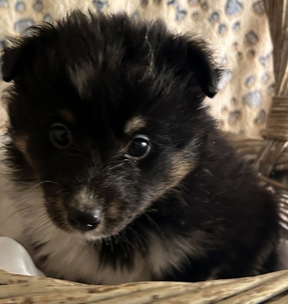 Petite femelle Berger des Shetland née le 25/10/2025 est proposée – vendue 1280 €.