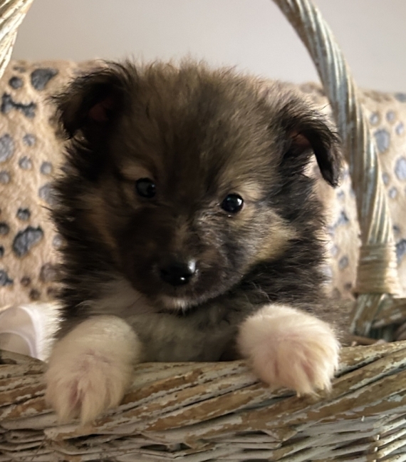 Petite femelle Berger des Shetland née le 25/10/2025 est proposée – vendue 1280 €.