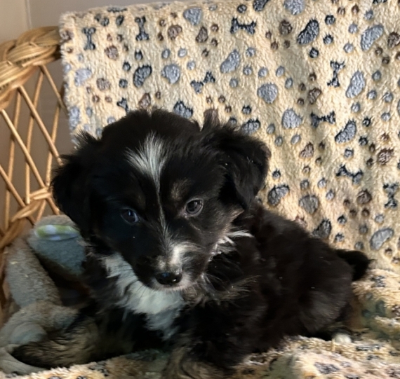 Petit mâle Berger américain miniature né le 19/10/2025 est proposé – vendu 1380 €.