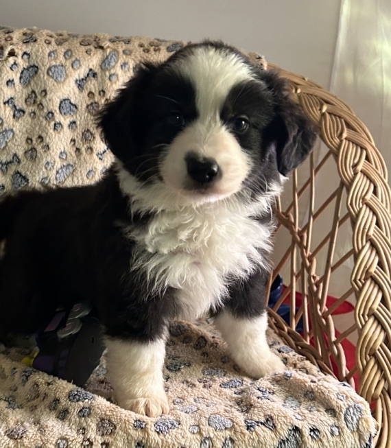 Petite femelle Berger américain miniature née le 19/10/2025 est proposée – vendue 1480 €.