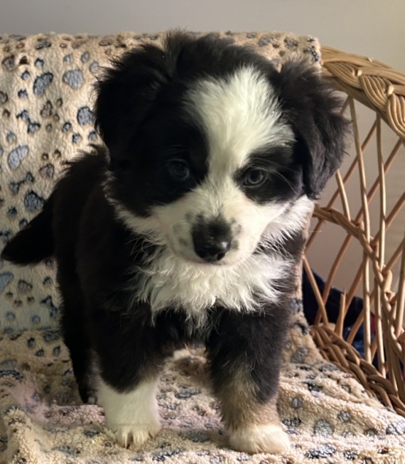 Petite femelle Berger américain miniature née le 19/10/2025 est proposée – vendue 1480 €.