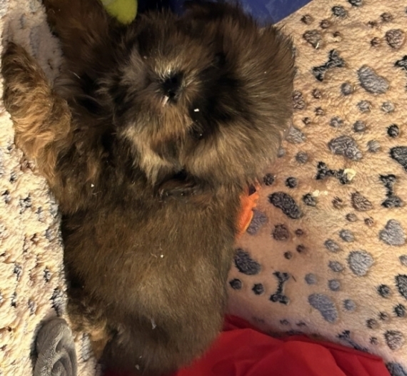 Petit mâle Lhassa Apso né le 19/10/2025 est proposé – vendu 1380 €.