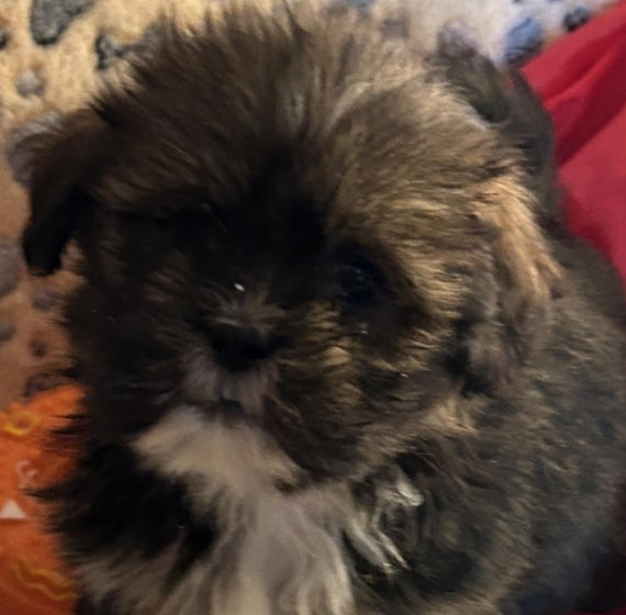 Petite femelle Lhassa Apso née le 19/10/2025 est proposée – vendue 1480 €.