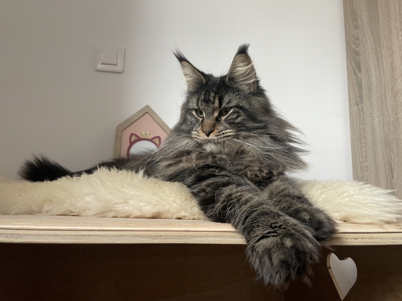 Petite femelle  n�e le 07/10/2025 est propos�e � vendue 1600 �.