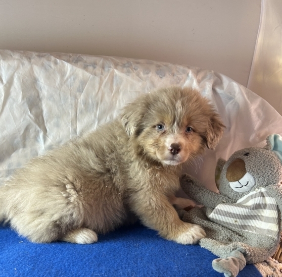 Petit mâle Berger australien d'Amérique né le 20/10/2025 est proposé – vendu 1480 €.