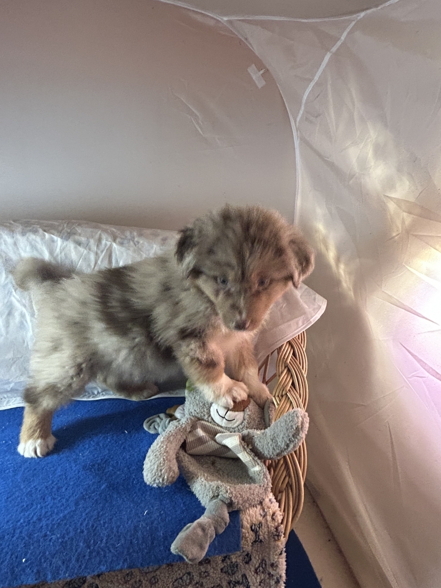 Petit mâle Berger australien d'Amérique né le 20/10/2025 est proposé – vendu 1480 €.