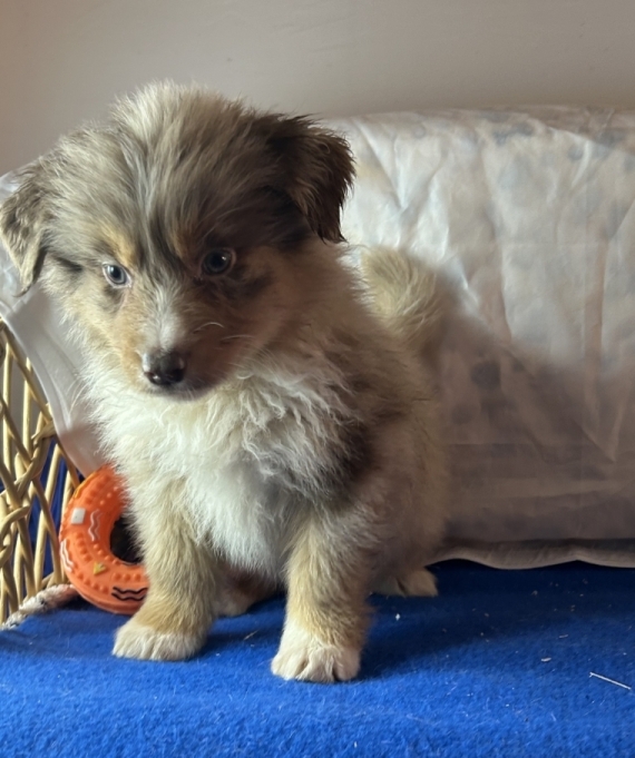 Petit mâle Berger australien d'Amérique né le 20/10/2025 est proposé – vendu 1480 €.