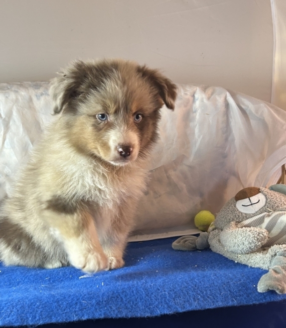 Petite femelle Berger australien d'Amérique née le 20/10/2025 est proposée – vendue 1580 €.