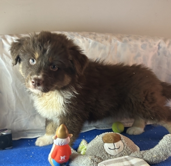 Petit mâle Berger australien d'Amérique né le 20/10/2025 est proposé – vendu 1480 €.