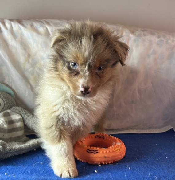 Petit mâle Berger australien d'Amérique né le 20/10/2025 est proposé – vendu 1480 €.