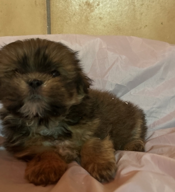 Petit mâle Lhassa Apso né le 19/10/2025 est proposé – vendu 1380 €.