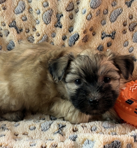 Petit mâle Bichon Havanais né le 13/11/2025 est proposé – vendu 1480 €.