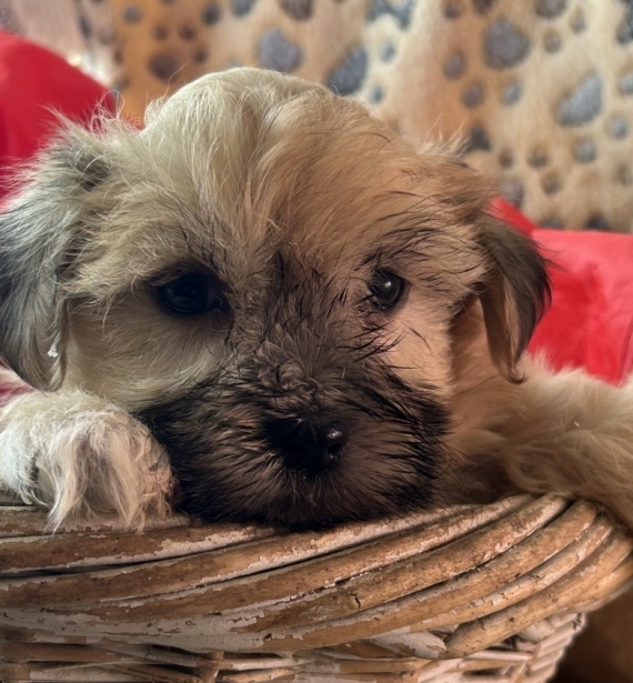 Petit mâle Bichon Havanais né le 13/11/2025 est proposé – vendu 1480 €.