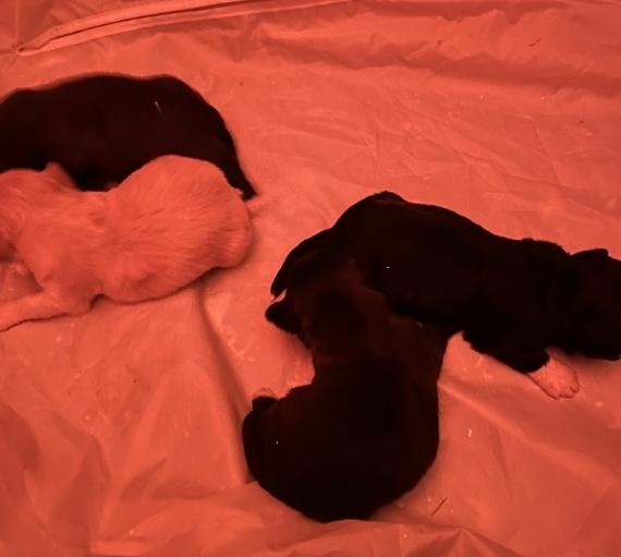 Petit mâle Bichon Havanais né le 09/12/2025 est proposé – vendu 1480 €.