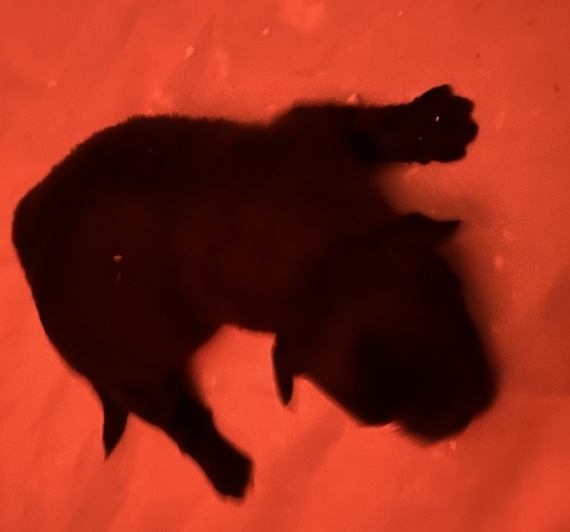 Petite femelle Bichon Havanais née le 09/12/2025 est proposée – vendue 1480 €.