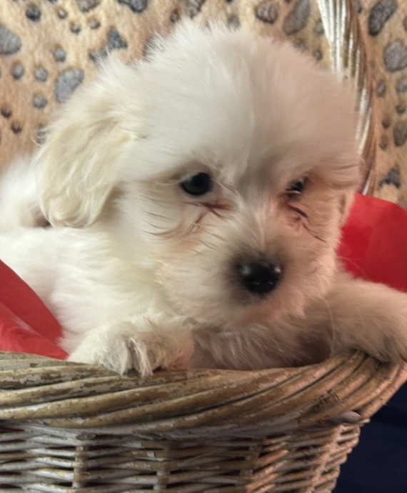 Petit mâle Coton de Tulear né le 04/11/2025 est proposé – vendu 1380 €.