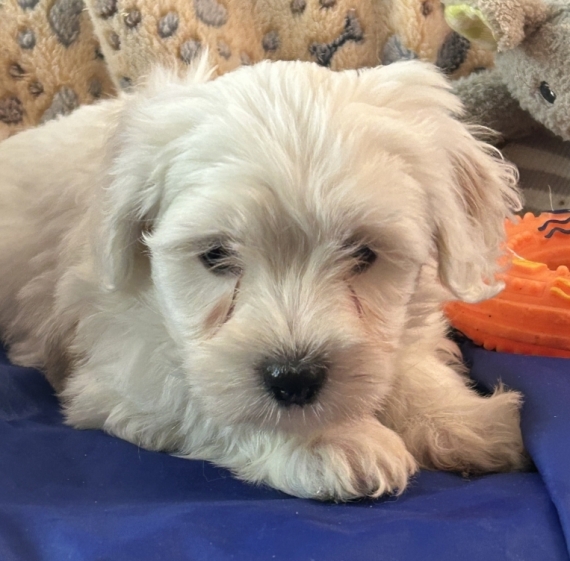 Petit mâle Coton de Tulear né le 04/11/2025 est proposé – vendu 1380 €.