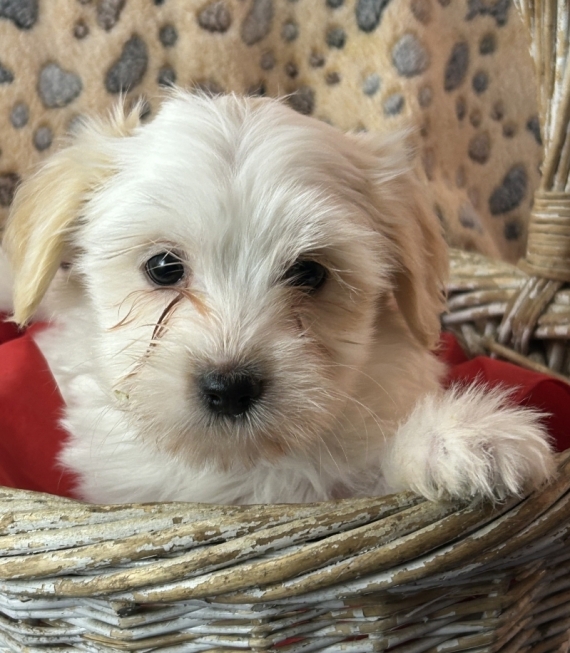 Petite femelle Coton de Tulear née le 04/11/2025 est proposée – vendue 1380 €.