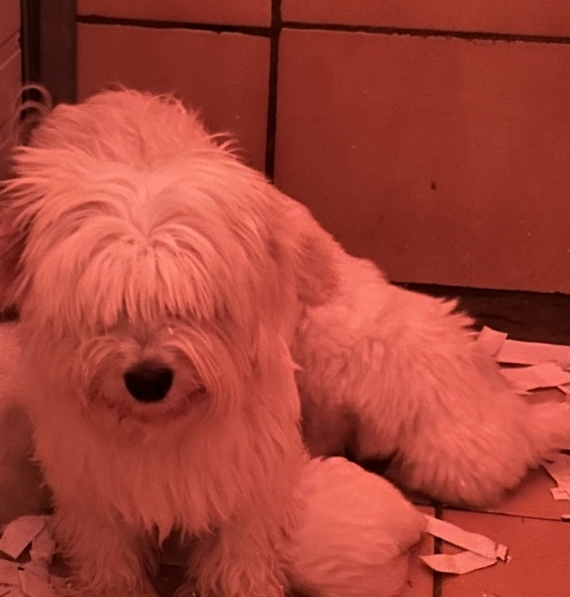 Petite femelle  née le 04/11/2025 est proposée – vendue 1380 €.