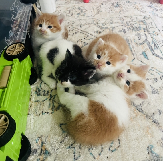 Petit mâle Maine Coon né le 17/11/2025 est proposé – vendu 900 €.