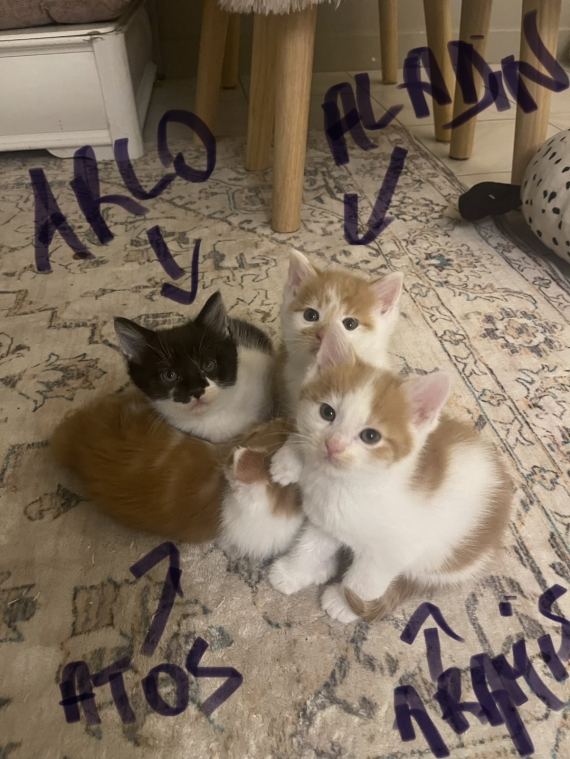 Petit mâle Maine Coon né le 17/11/2025 est proposé – vendu 900 €.