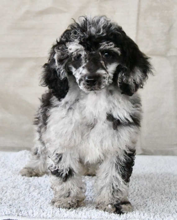 Petit mâle Caniche né le 19/08/2025 est proposé – vendu 1800 €.