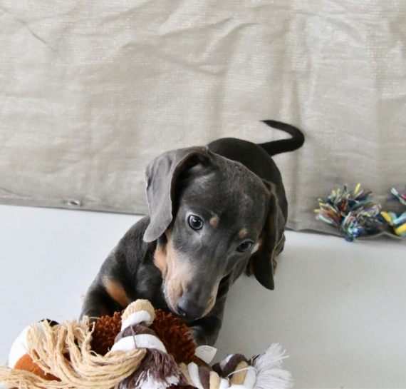 Petite femelle Teckel � poil ras n�e le 11/08/2025 est propos�e � vendue 2500 �.