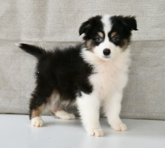 Petit m�le Berger australien d'Am�rique n� le 11/09/2025 est propos� � vendu 1000 �.