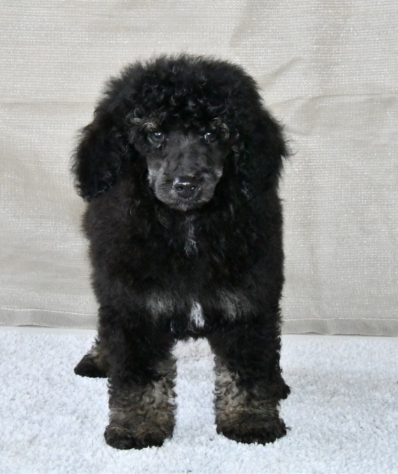 Petit m�le Caniche n� le 06/09/2025 est propos� � vendu 1200 �.