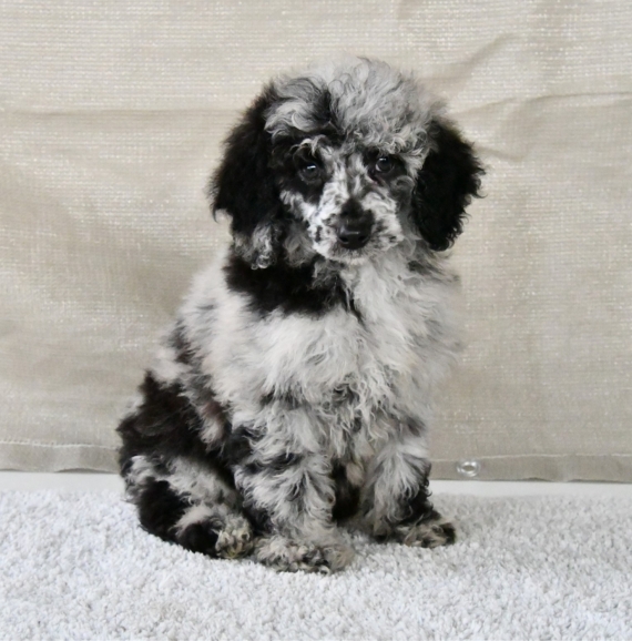 Petit m�le Caniche n� le 06/09/2025 est propos� � vendu 1800 �.