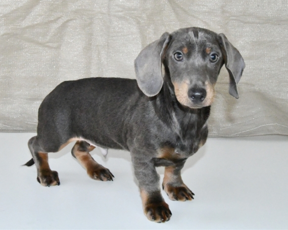 Petit m�le Teckel � poil ras n� le 11/08/2025 est propos� � vendu 2000 �.