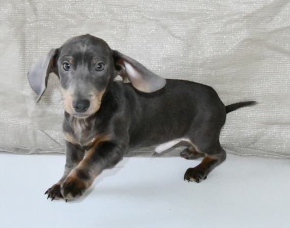 Petit mâle Teckel à poil ras né le 11/08/2025 est proposé – vendu 2000 €.