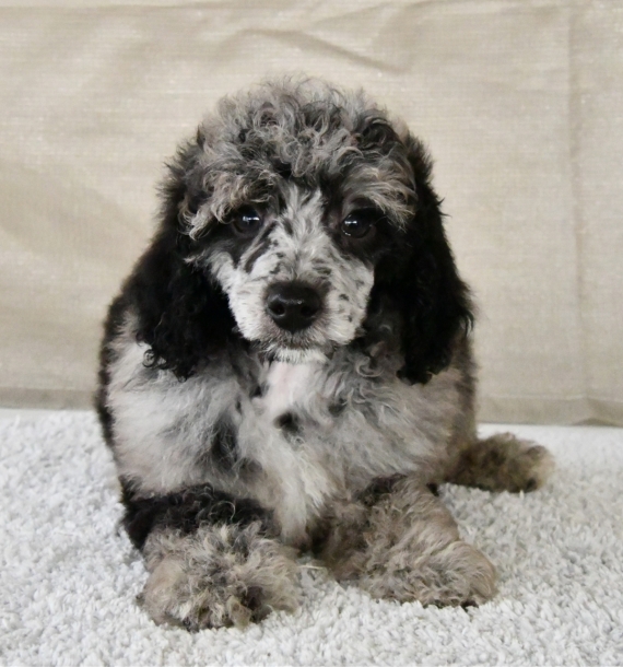 Petit m�le Caniche n� le 06/09/2025 est propos� � vendu 1800 �.