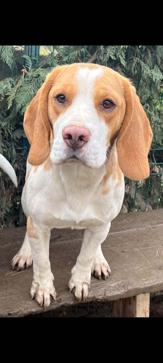 Petit mâle  né le 09/11/2025 est proposé – vendu 750 €.