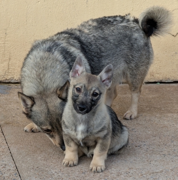Petite femelle Chien des Goths née le 01/09/2025 est proposée – vendue 1500 €.