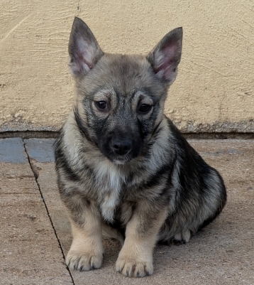 Petite femelle Chien des Goths née le 01/09/2025 est proposée – vendue 1500 €.