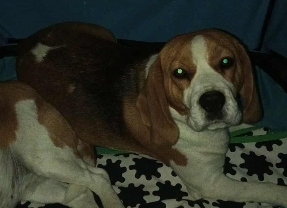 Petit mâle  né le 09/11/2025 est proposé – vendu 750 €.