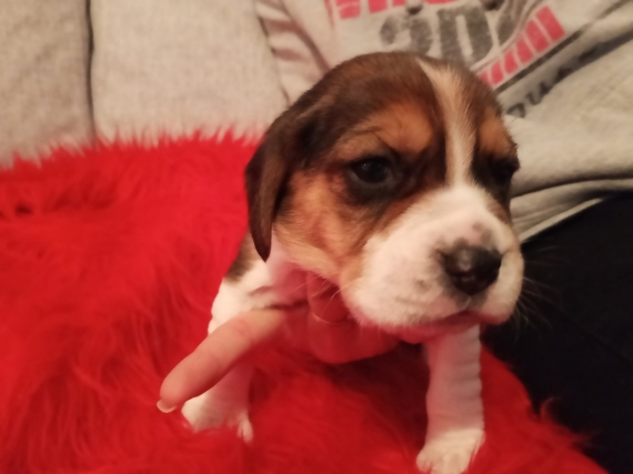 Petite femelle Beagle née le 09/11/2025 est proposée – vendue 750 €.