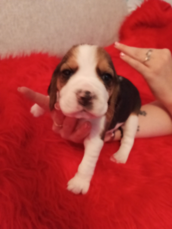 Petit mâle Beagle né le 09/11/2025 est proposé – vendu 750 €.
