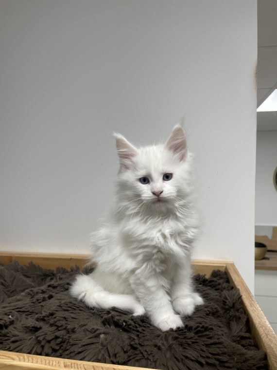 Petite femelle Maine Coon née le 07/10/2025 est proposée – vendue 1600 €.