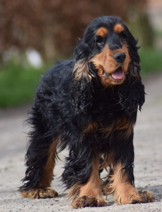 Petit mâle  né le 06/05/2025 est proposé – vendu 1200 €.