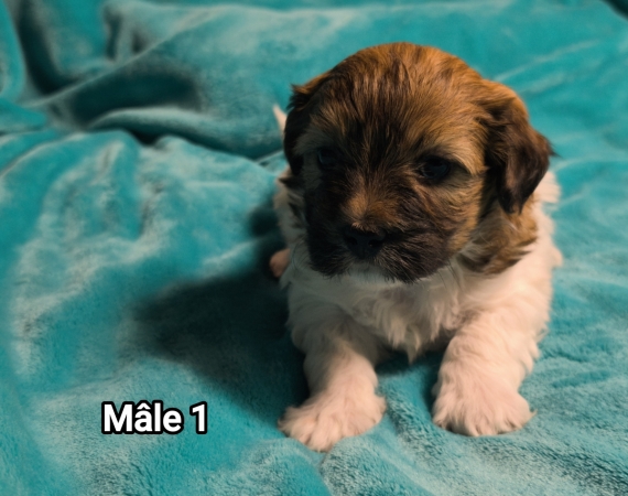 Petit mâle Coton de Tulear né le 27/10/2025 est proposé – vendu 1250 €.