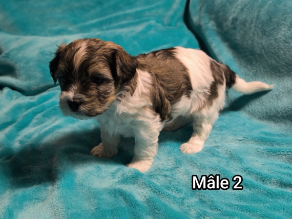 Petit mâle Coton de Tulear né le 27/10/2025 est proposé – vendu 1250 €.