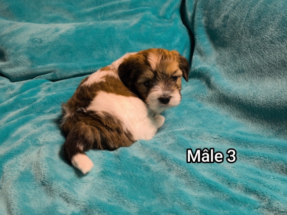 Petit mâle Coton de Tulear né le 27/10/2025 est proposé – vendu 1250 €.