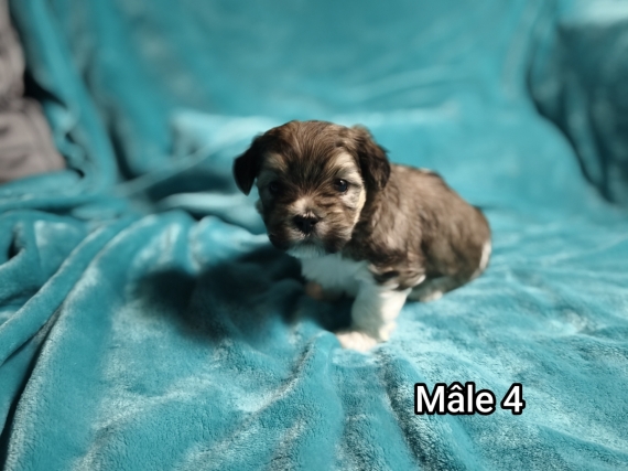 Petit mâle Coton de Tulear né le 27/10/2025 est proposé – vendu 1250 €.