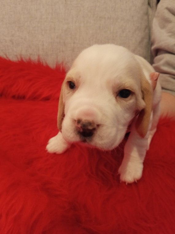Petit mâle Beagle né le 09/11/2025 est proposé – vendu 850 €.
