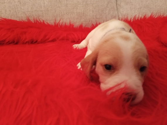 Petit mâle Beagle né le 09/11/2025 est proposé – vendu 850 €.