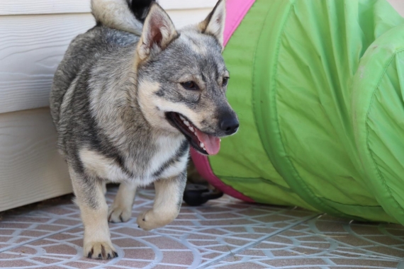 Petite femelle  n�e le 01/09/2025 est propos�e � vendue 1500 �.