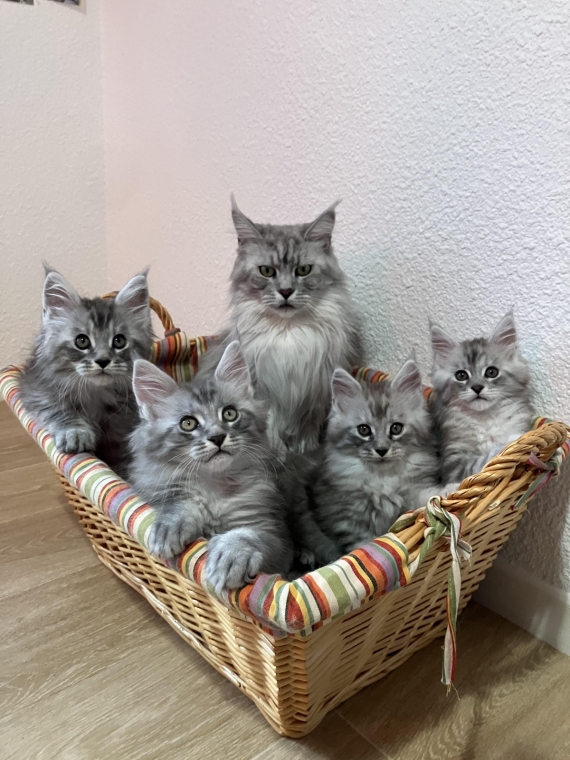 Petite femelle Maine Coon née le 30/09/2025 est proposée – vendue 1200 €.